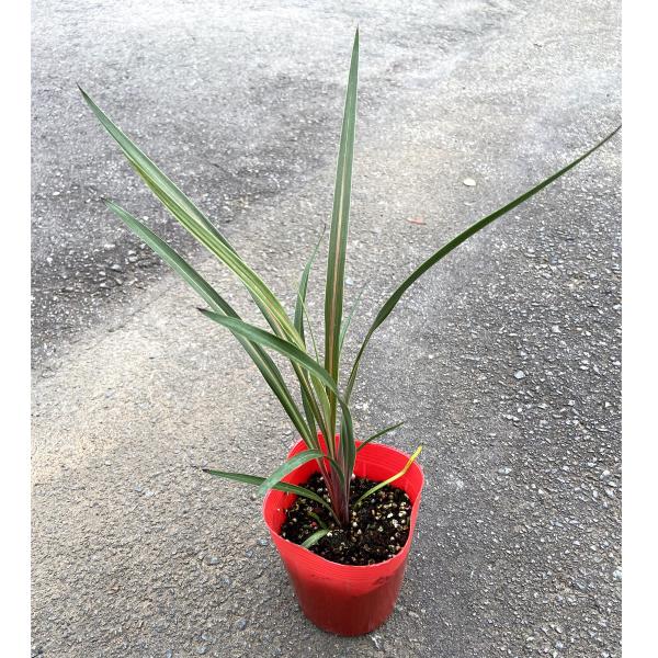 コルジリネ コルディリネ（コルジリネ）オーストラリス サンダンス Cordyline A