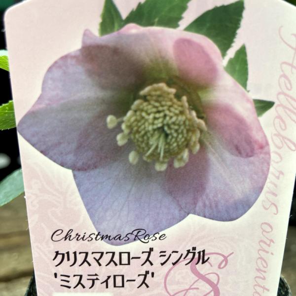 hanaikushop_ki-crose-034