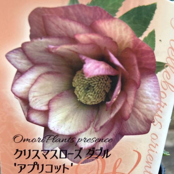 クリスマスローズ ヘレボラス の苗 ダブル アプリコット Ki Crose 042 花育通販yahoo 店 通販 Yahoo ショッピング
