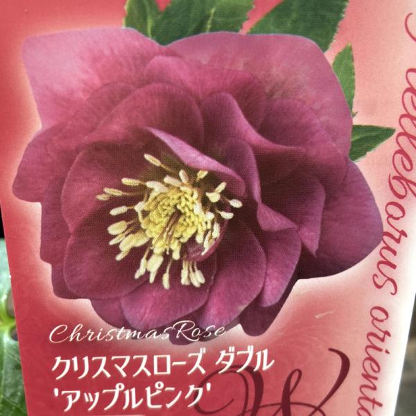 hanaikushop_ki-crose-044