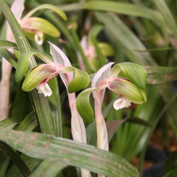 [Release date: January 18, 2022]シンビジウムの仲間で、主に里山や人里に近い山地の雑木林などに自生し、古くから日本庭園のグランドカバーでも使われている日本を代表する地生ラン。北海道から九州まで自生が見られます。...