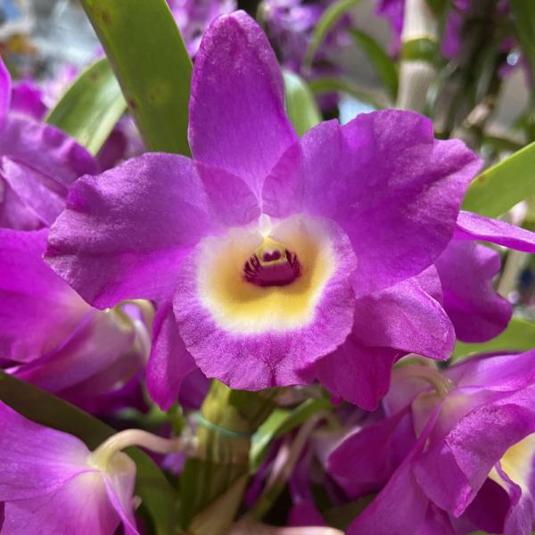 デンドロビウム 赤い鳥（アカイトリ）の苗 Dendrobium Sw