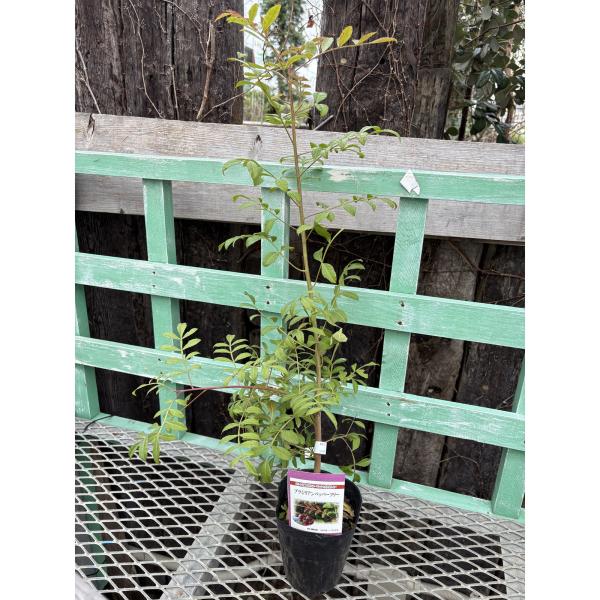 [Release date: April 25, 2023]ウルシ科コショウボクのピンクペッパーです。美しいピンク〜赤色が特徴で、料理を華やかに仕上げます。こしょうのような辛みはなく、すっとした香味があります。オードブル、ステーキ、マリネ、...