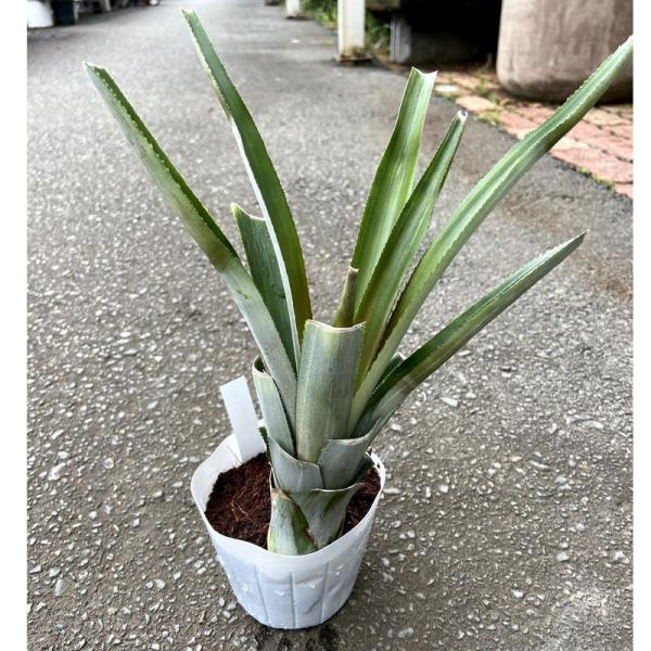 パイナップル苗 ピーチパイン 大株 : 植物・園芸専門店 花育通販Yahoo