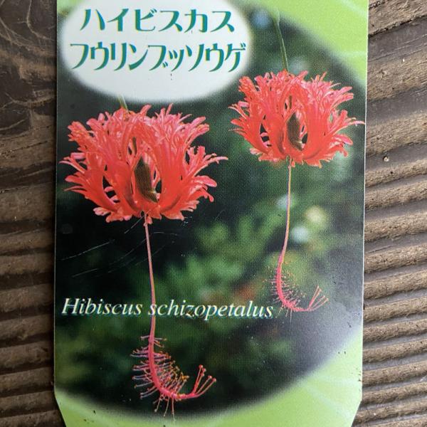 フウリンブッソウゲ（ハイビスカス スキゾペタルス） Hibiscus