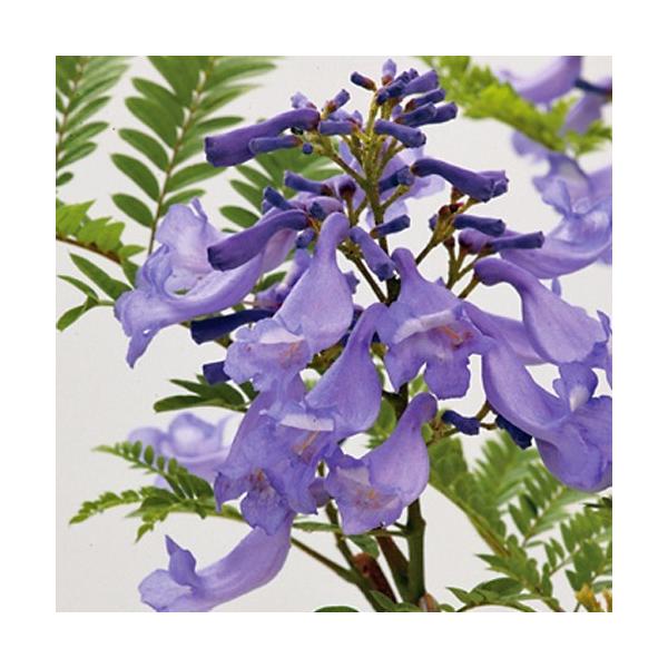 [Release date: May 30, 2023]ボリビア、アルゼンチン原産の常緑高木です。葉は2回羽状複葉でネムノキに似ています。初夏に青紫色の花を咲かせます。紫雲木（しうんぼく）という和名があります。ある程度の高木にならないと花が...