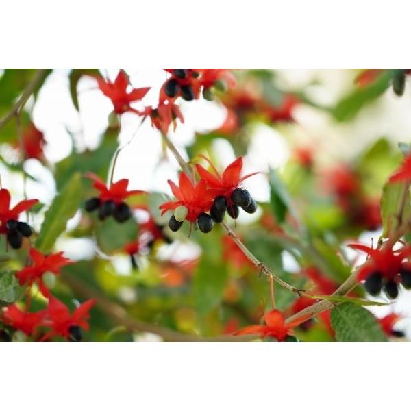 [Release date: June 27, 2023]香りのよい３センチくらいの黄色い５弁花を咲かせます。花後には鮮明な赤いガクと花床に黒く熟す石果がつく、ユニークな南アフリカ原産の花木。水はけのよい日なたで花つきよく育つ。※来年以降に...