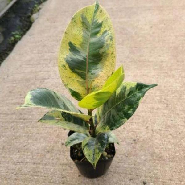 フィカス エラスティカ ジン 2.5-3号苗 ゴムの木 観葉植物 ficus