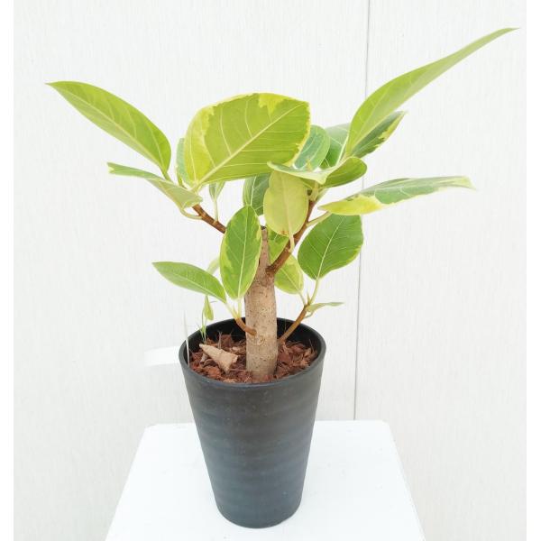 hanaikushop_ki-ficus-005