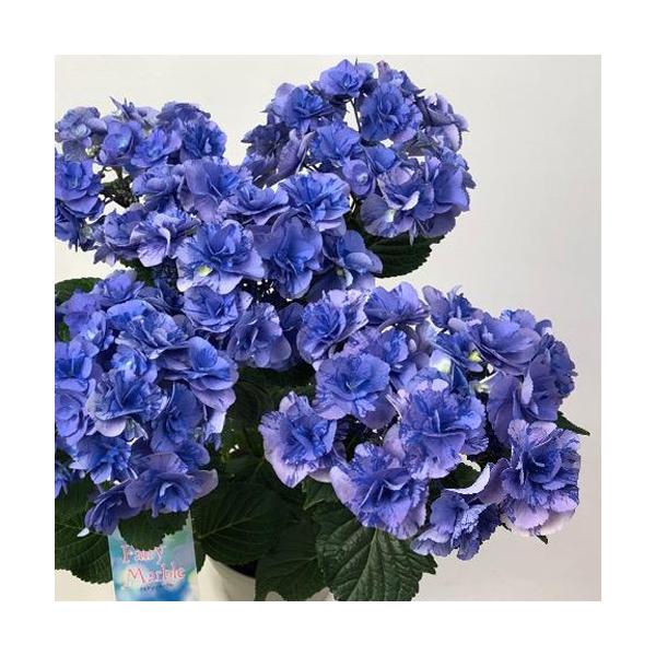 母の日ギフト ハイドランジア アジサイ フェアリーマーブルの５号鉢植え 送料無料 北海道 沖縄 離島など一部地域発送不可 Buyee Buyee 일본 통신 판매 상품 옥션의 대리 입찰 대리 구매 서비스