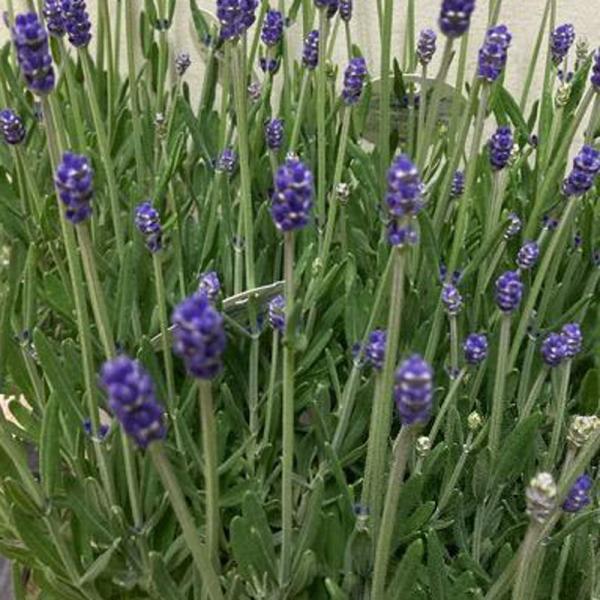 [Release date: May 5, 2026]濃い紫色が美しい北海道で選抜された有名なコモンラベンダーの早咲き品種。コンパクトにまとまり、強健で花、萼共に濃い紫色。濃紫3号とも呼ばれます。ふわっと広がる心地よいラベンダーの香りをプレ...