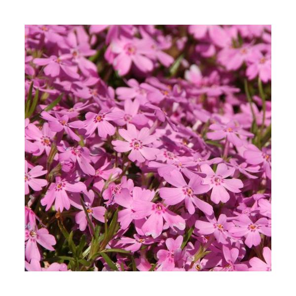 芝桜（シバザクラ）は横に這うように広がる常緑宿根草です。春には一面を覆うようにピンクや白などの花を咲かせます。非常に丈夫で手入れもほとんど必要ないのでグランドカバーや雑草防止のために芝桜（シバザクラ）が良く利用されています。「芝桜（シバザク...