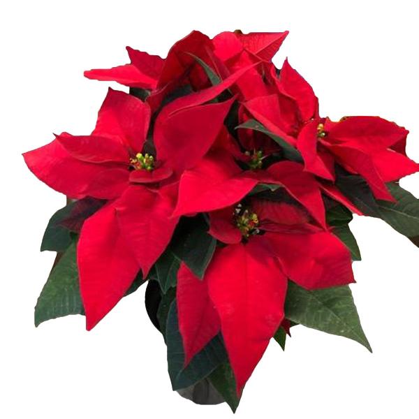 ポインセチア・赤系の花鉢（4号） : 植物・園芸専門店 花育通販Yahoo
