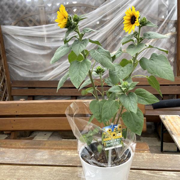 hanaikushop_ki-hanahati-073