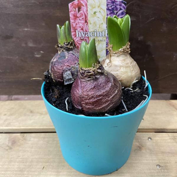ヒヤシンスの花鉢（ミックス3球）4号鉢植え : 植物・園芸専門店 花育