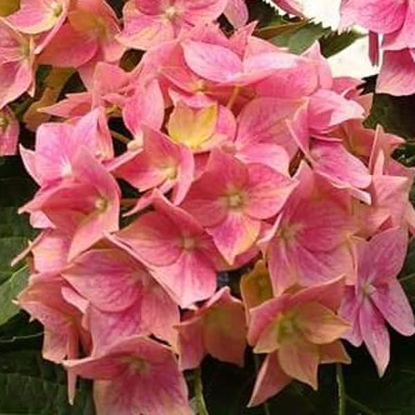 hanaikushop_ki-hanahati-082