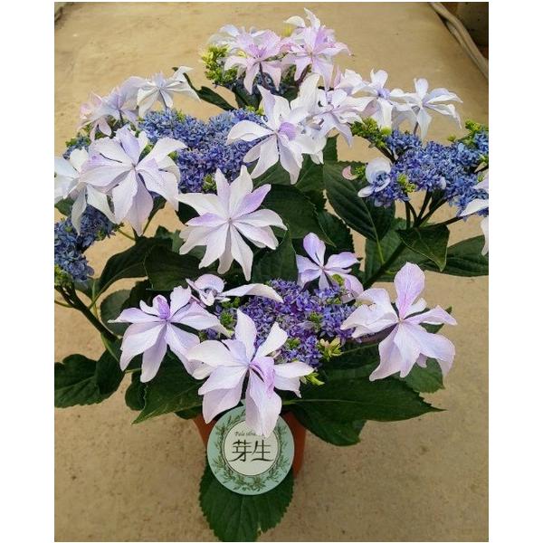 hanaikushop_ki-hanahati-086