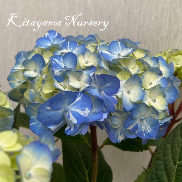 ハイドランジア(アジサイ) ラブリーデイ 4号鉢植え : 植物・園芸