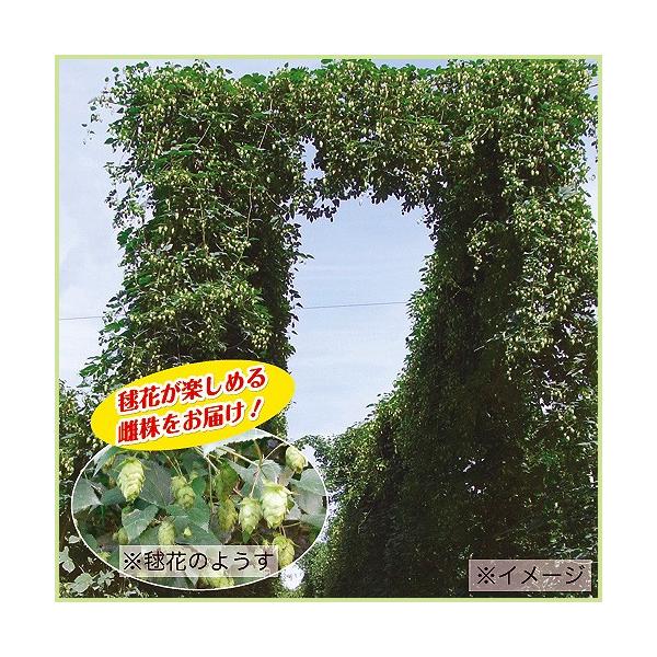 [Release date: April 22, 2025]生育旺盛で10mほど伸びることもあるグリーンカーテンにぴったりの植物です。7月〜9月に淡い黄緑色の花を咲かせ、そのあとにウロコのように重なり合って毬花(まりはな)ができます。毬花が...