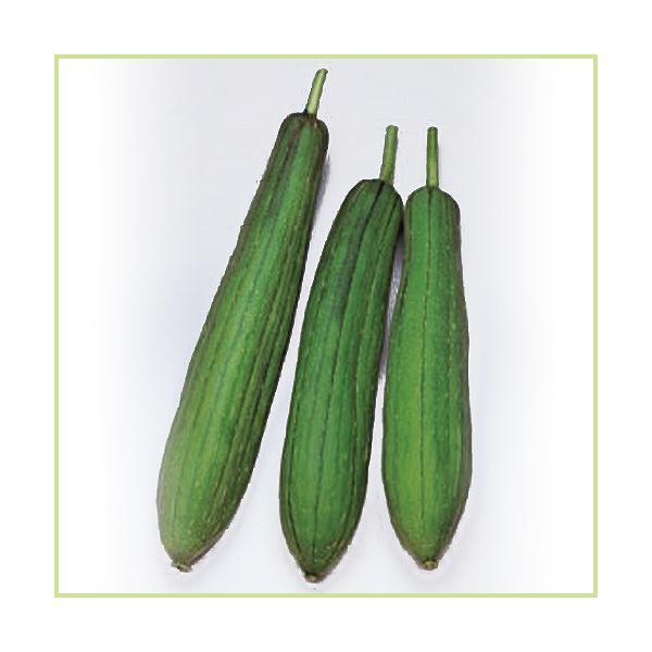 ヘチマ（へちま）の苗 : 植物・園芸専門店 花育通販Yahoo!店 - 通販