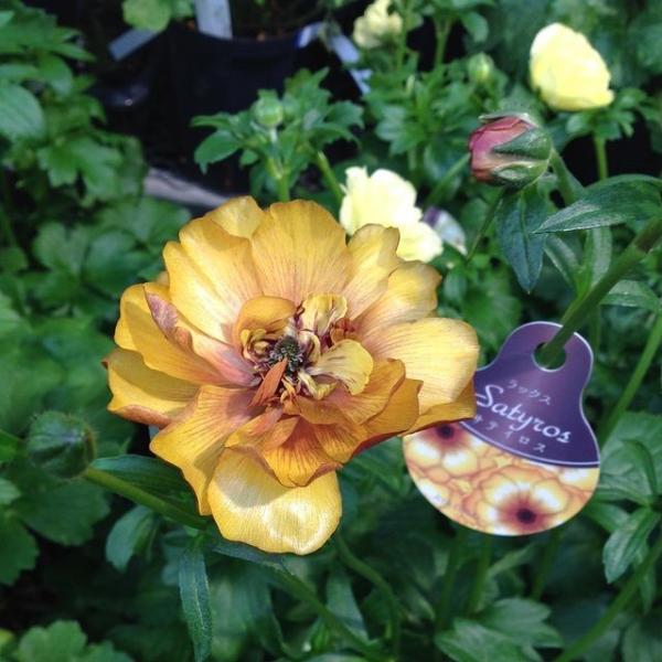 [Release date: December 13, 2025]ラナンキュラスは幾重にも重なる花弁が豪華で美しい根植物。ラックスシリーズは異種間交配で生まれた輝くようにつややかな花びらをもち、光が当たるとピカピカ輝いているように見える品種...