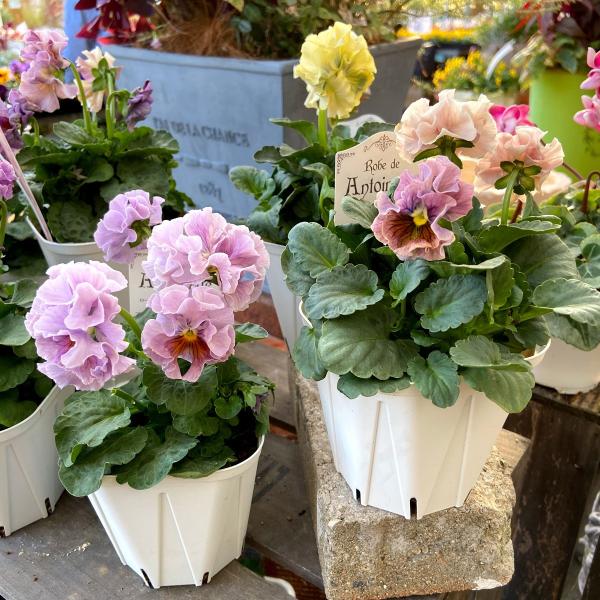 パンジー ローブ ドゥ アントワネットの苗 1株 : 植物・園芸専門店 花