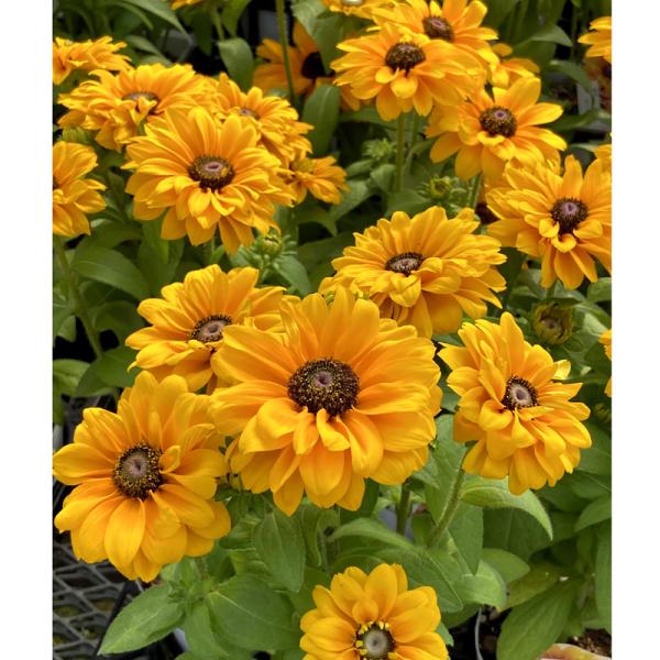 ルドベキア ヒルタ タイガーアイ の苗 Ki Hananae 142 花育通販yahoo 店 通販 Yahoo ショッピング