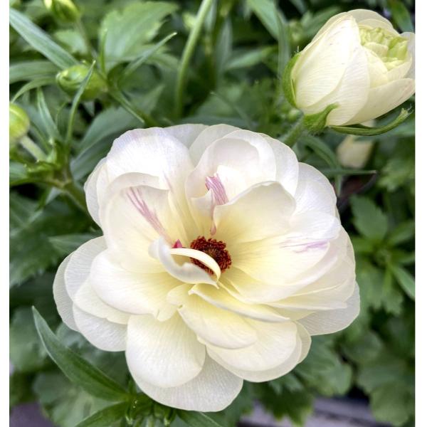 [Release date: December 7, 2025]ラナンキュラスは幾重にも重なる花弁が豪華で美しい球根植物です。ラックスシリーズは異種間交配で生まれた輝くようにつややかな花びらをもち、光が当たるとピカピカ輝いているように見える...