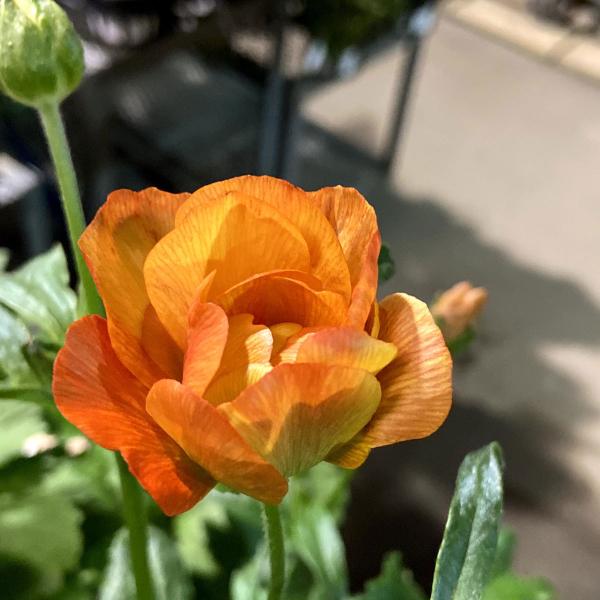 春開花見込み芽出し株 ラナンキュラス ラックス ミノアンの苗 12cm