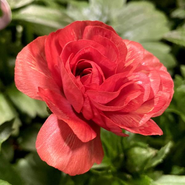 [Release date: November 8, 2025]ラナンキュラスは幾重にも重なる花弁が豪華で美しい球根植物。ラックスシリーズは異種間交配で生まれたつややかな花びらをもち、光が当たるとピカピカ輝いているように見える品種。花色は咲...