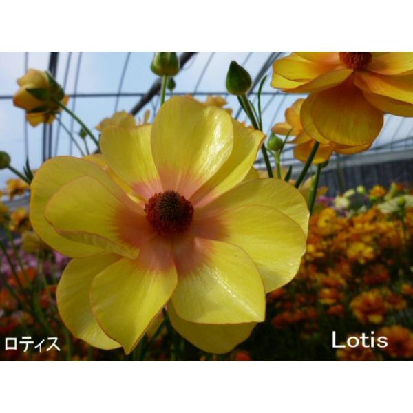 冷蔵処理 開花大株 ラナンキュラス ラックス ロティスの苗 5号鉢 Buyee Buyee Jasa Perwakilan Pembelian Barang Online Di Jepang