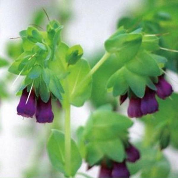 セリンセ　抜き苗 セリンセ マヨールの苗 : 植物・園芸専門店 花育通販Yahoo!店 - 通販