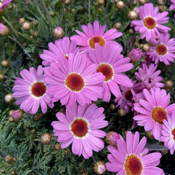 マーガレット モリンバ ミニピンクの苗 4 5号 Ki Hananae 243 花育通販yahoo 店 通販 Yahoo ショッピング