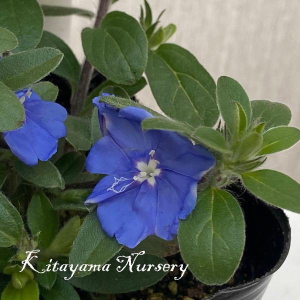 エボルブルス（アメリカンブルー） ブルーラグーンの苗 : 植物・園芸