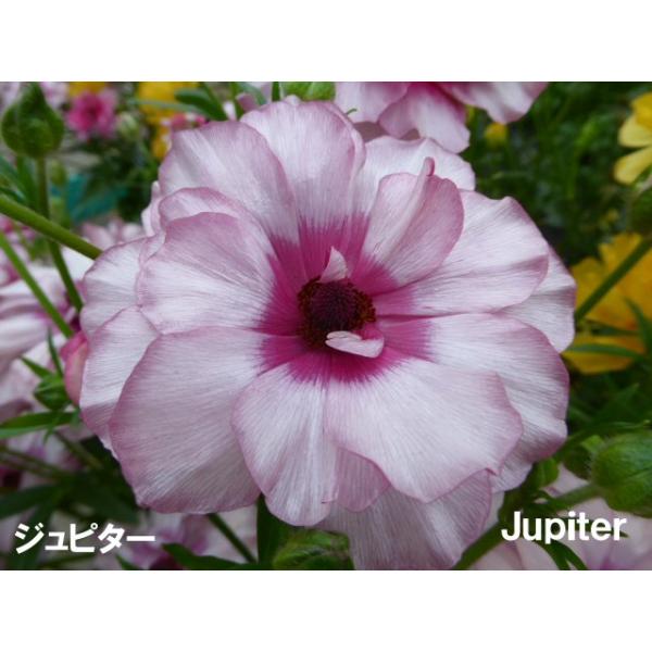 [Release date: November 8, 2025]ラックスシリーズは輝くようにつややかな花びらをもち、光が当たるとピカピカ輝いているように見えます。 花の色は咲き始めは濃くて、咲き進むにつれて、シルバーやゴールドのような模様が...