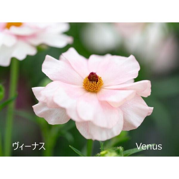 [Release date: November 8, 2025]ラックスシリーズは輝くようにつややかな花びらをもち、光が当たるとピカピカ輝いているように見えます。 花の色は咲き始めは濃くて、咲き進むにつれて、シルバーやゴールドのような模様が...