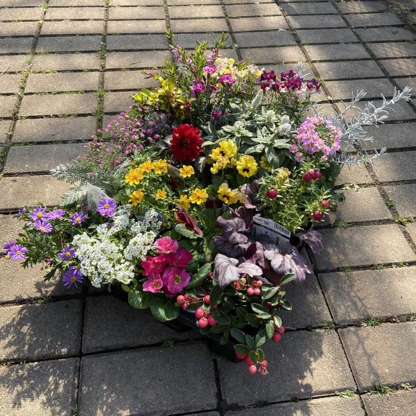 お花屋さんのおまかせ季節の花苗スペシャルセット（20苗） 寄せ植え