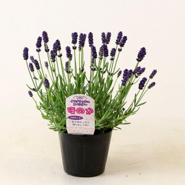 hanaikushop_ki-herb-128