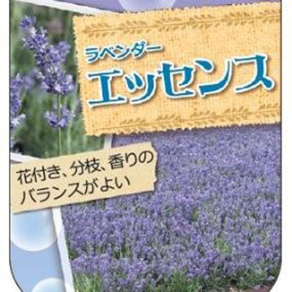 ハーブ（香草）の苗 ブリティッシュラベンダー エッセンス : 植物