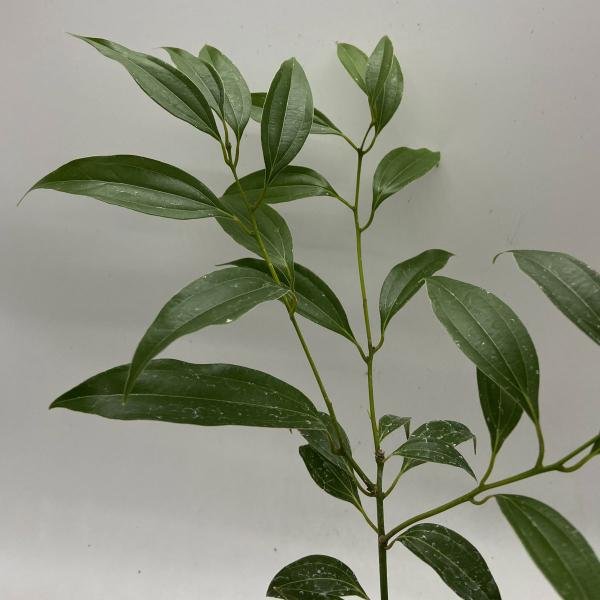 [Release date: October 21, 2025]インド、マレーシア、スリランカに分布する樹木でセイロンニッケイとも呼ばれます。樹皮が料理のスパイスとして使われ、お菓子などでもおなじみです。スパイスとしての歴史は相当古く、古代...