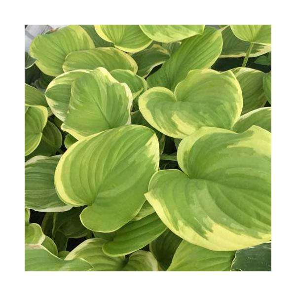 [Release date: July 26, 2022]ホスタ「フレグラントブーケ」は明るい黄緑色、白斑、香りのある白い花、、と「香り良いブーケ」との名前がよく似合う、清楚で気品がある美品種です。黄緑色の葉に白の覆輪が入る中型のギボウシで...