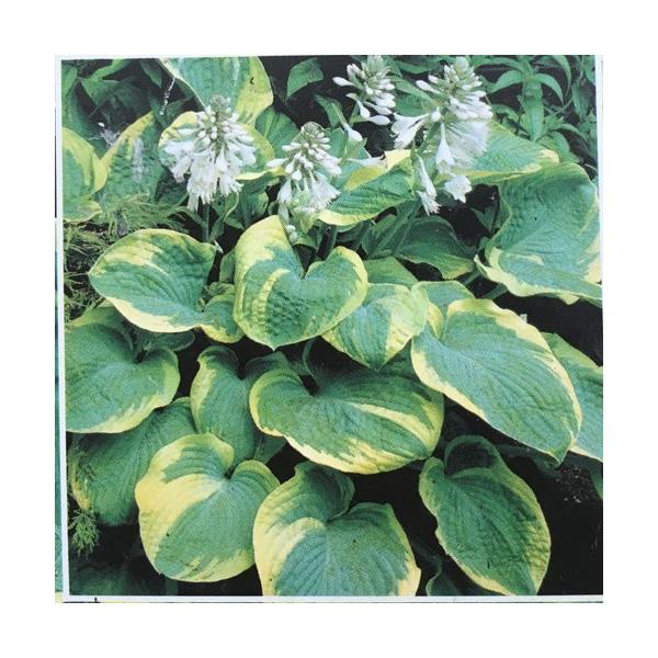 多年草（宿根草）「ギボウシ（ホスタ）　フランシス ウイリアムズの苗」を販売しています。大型のギボウシで青みがかった緑に黄緑の斑入り品種です。株張り1m以上にもなるので、植えるには広い場所が良いです。幼苗時は緑がかった色をしています。半日陰で...
