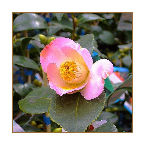 椿（ツバキ)苗　素粧（そしょう)苗木 椿 素粧－そしょう－素敵な花色の椿です♪ | 椿心 佐藤椿園