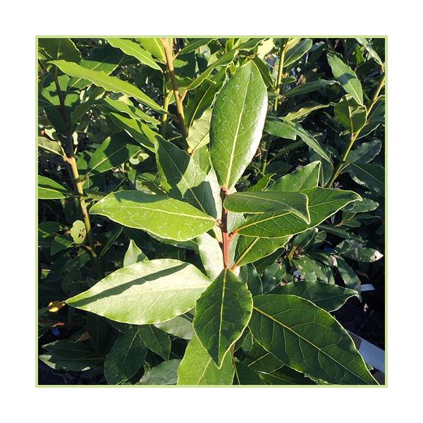 ハーブの苗木 月桂樹 ローリエ の苗木 Buyee Buyee 日本の通販商品 オークションの代理入札 代理購入