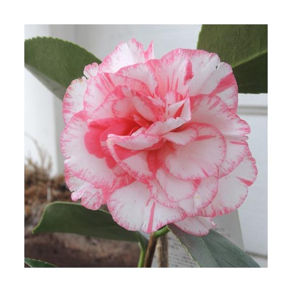 酒中花　しゅちゅうか　椿 ツバキ（椿）：酒中花（しゅちゅうか）4.5号ポット の通販