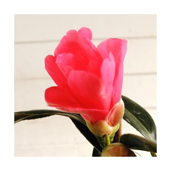 hanaikushop_ki-kaboku-207