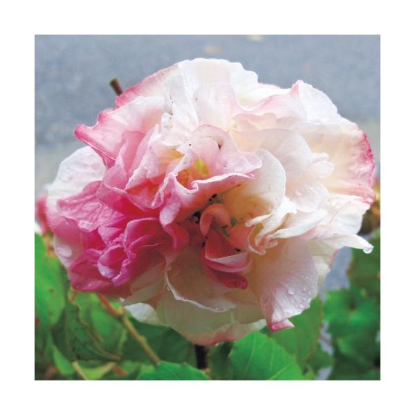 「くす玉咲き酔芙蓉（スイフヨウ）」の苗を販売。酔芙蓉（スイフヨウ）は、午前中は純白、午後には淡いピンク、夕方には紅色に花色が変化する不思議な一日花です。花色が変わる様子をお酒に酔って赤くなる様に例え、この名がつけられました。夏の終わり〜晩秋...