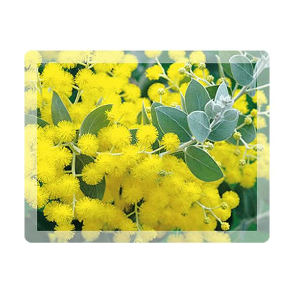 アカシアの苗木　ポダリーフォリア（パールアカシア）　5号（15ｃｍポット）