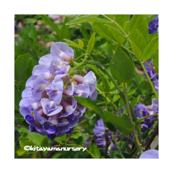 [Release date: September 6, 2022]香りのある紫藤色の房状花を夏につける、珍しい藤です。若木のうちから花が咲きやすくコンパクトなわい性タイプなので鉢植えでトレリス仕立てにしても花が楽しめます。耐寒性が-5度まで...