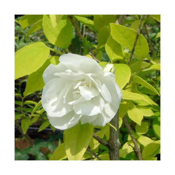 バイカウツギ イエローヒルの苗木 : 植物・園芸専門店 花育通販Yahoo